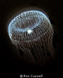 Water Jelly taken at Ansell Point just north of Vancouver... by Ron Caswell 